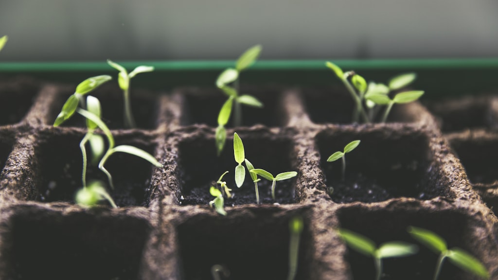 Seedling Light Hours